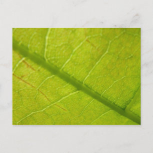 Grünes Leaf Naturfotografie Postkarte
