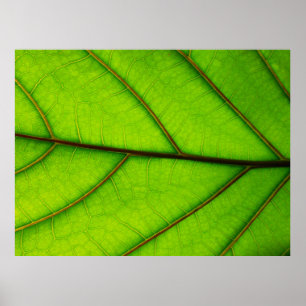 Grünes Leaf-Poster Poster