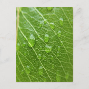 Grünes Leaf Postkarte