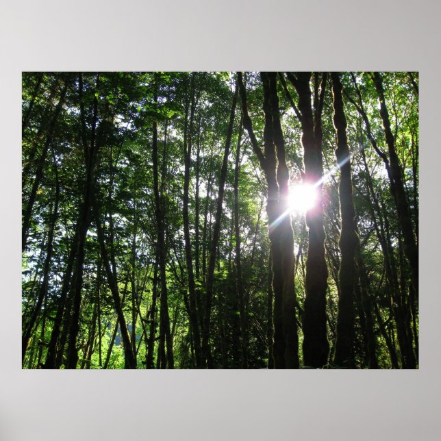 Grünes Licht.. Poster (Vorne)