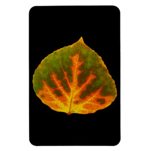 Grünes Orange und gelbes Aspen Leaf #1 Magnet