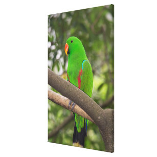 Grünes Papageien-Porträt Leinwanddruck