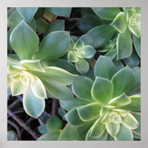 GRÜNES PFLANZEN-PLAKAT POSTER