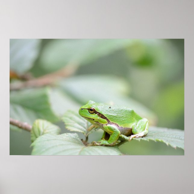 Grünes Plakat für europäischen Baumfrosch (Vorne)