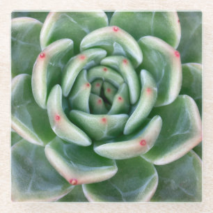 Grünes Rot gespitzter Succulent Glasuntersetzer