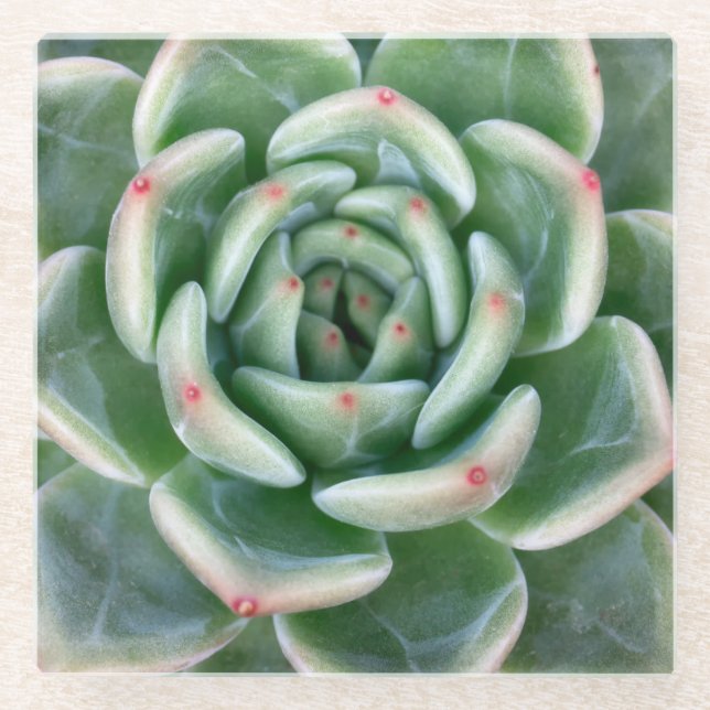 Grünes Rot gespitzter Succulent Glasuntersetzer (Vorderseite)