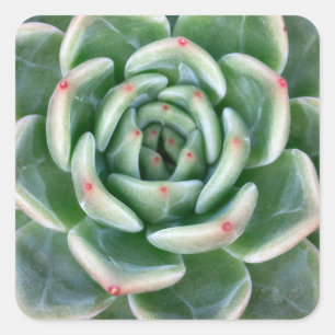 Grünes Rot gespitzter Succulent Quadratischer Aufkleber