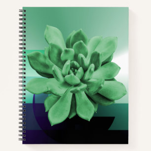 Grünes sukkulentes Echeveria Apus Foto Nah-up Notizbuch
