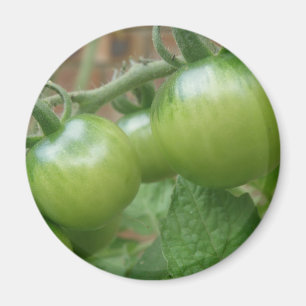 Grünes Tomaten-Magnet Magnet