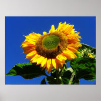 Grünes Velvet Sonnenblumenplakat