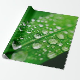 Grünes Wasserblatt Geschenkpapier