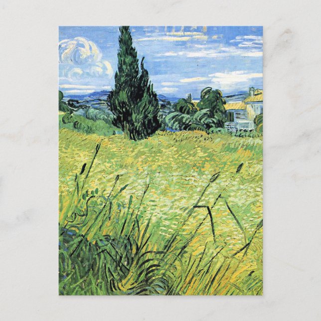 Grünes Weizenfeld mit Zypresse, Postkarte (Vorderseite)