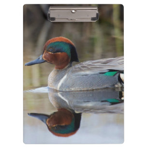 Grünflügelige Aquamarin Klemmbrett