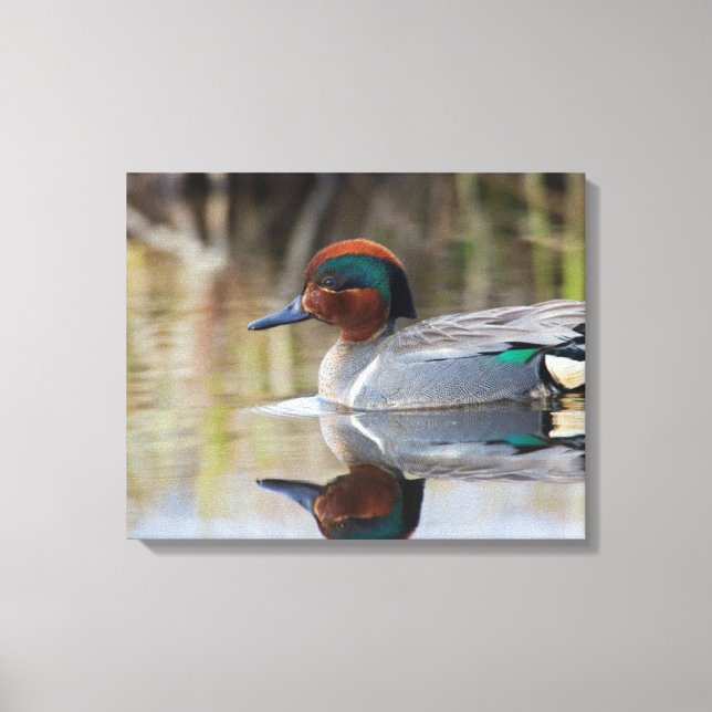 Grünflügelige Aquamarin Leinwanddruck (Vorderseite)