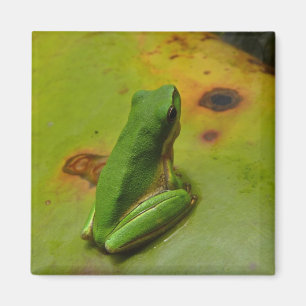 Grünfrosch Magnet