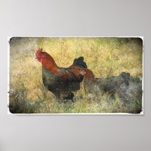Grunge-Leinwand-Schwarz-Kupfer Marans auf dem Poster