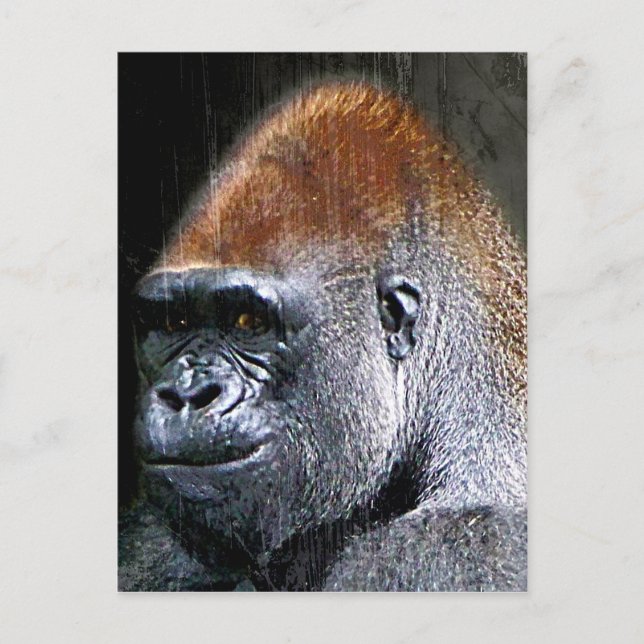 Grunge Lowland Gorilla Nah-up Face Postkarte (Vorderseite)