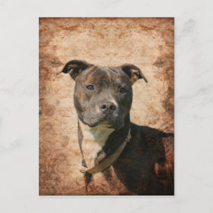 Grunge Pit Bull Terrier Postkarte