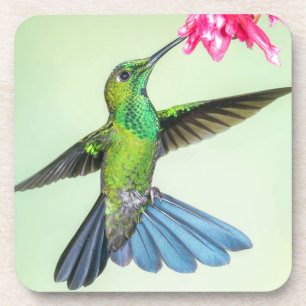 Grüngekrönte Brilliant Hummingbird & Pink-Blume Getränkeuntersetzer