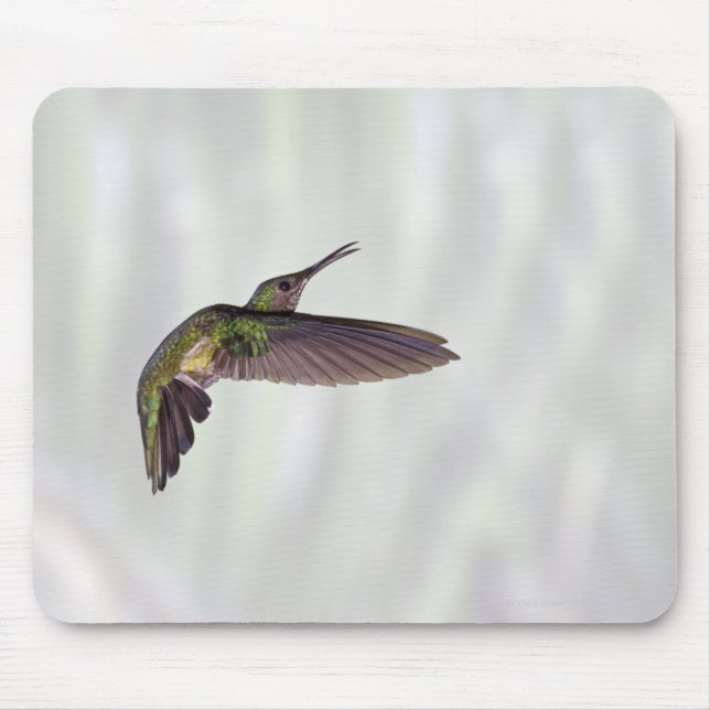 Grüngekrönte Heliodoxa-Akula-Weibchen Mousepad (Vorne)