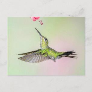 Grüngekrönter brillanter Hummingbird Fliegen Postkarte