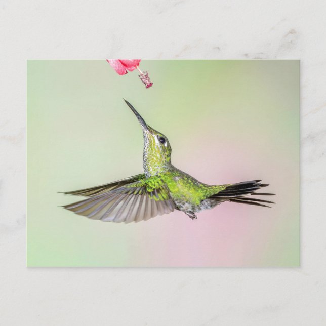 Grüngekrönter brillanter Hummingbird Fliegen Postkarte (Vorderseite)