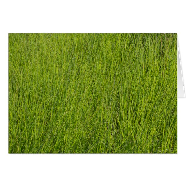 Grüngras (Vorderseite (Horizontal))