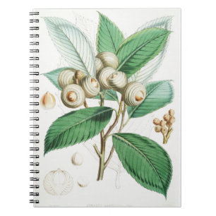 Grünholzeiche Notizblock