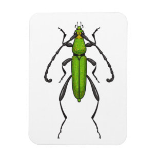 Grünkäfer Magnet