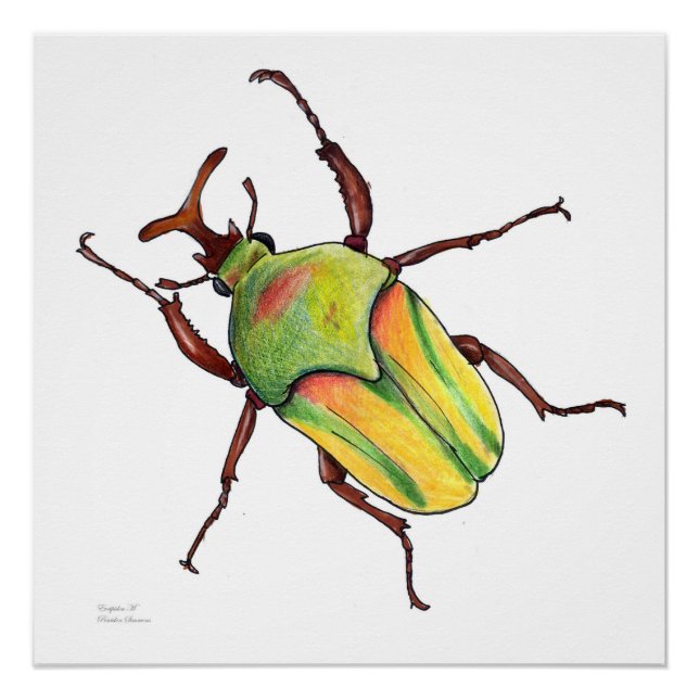 Grünkäfer Poster (Vorderseite)