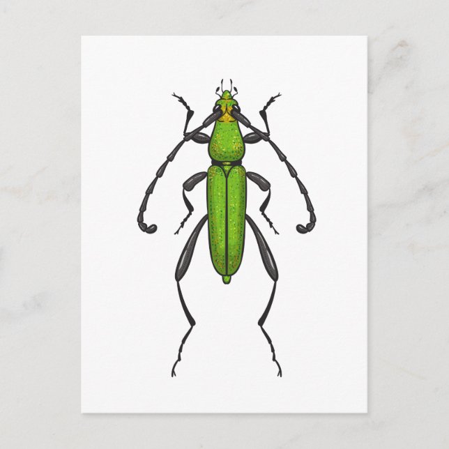 Grünkäfer Postkarte (Vorderseite)