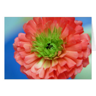 Grünmittelranunculus