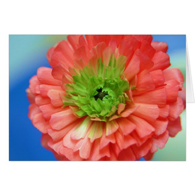 Grünmittelranunculus (Vorderseite (Horizontal))