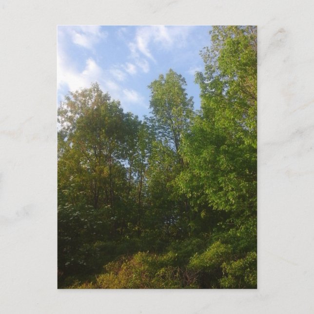 Grünpflanzen Postkarte (Vorderseite)