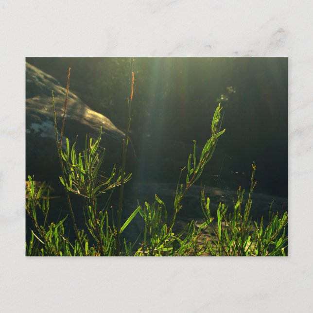 Grünpflanzen Postkarte (Vorderseite)