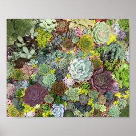 Grünpflanzen Succulents Poster
