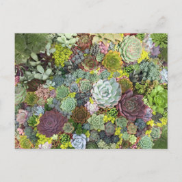 Grünpflanzen Succulents Postkarte