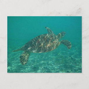 Grünschildkröte Postkarte