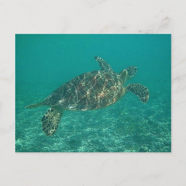 Grünschildkröte Postkarte (Vorderseite)