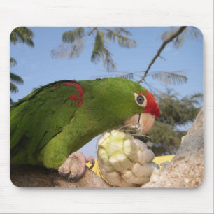 Grünsittich Mousepad