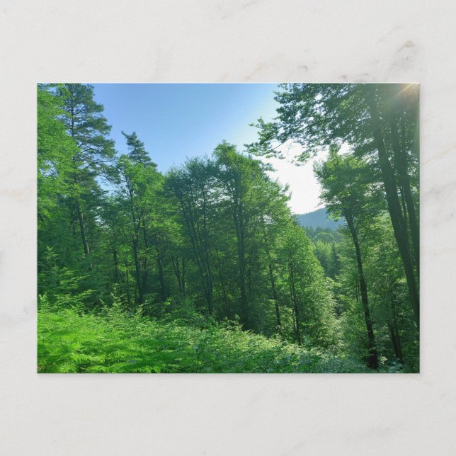 Grünwaldlandschaftsfotografie Postkarte (Vorderseite)