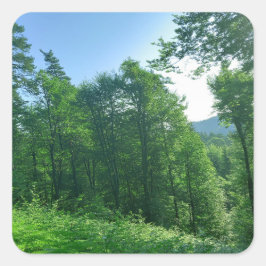 Grünwaldlandschaftsfotografie Quadratischer Aufkleber