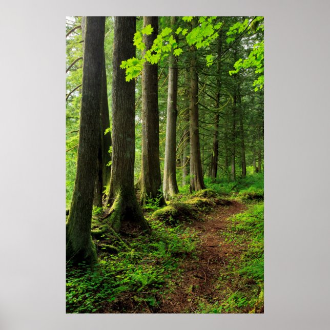 Grünwaldweg Landschaftlich Poster (Vorne)