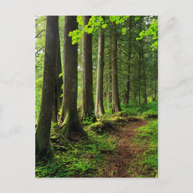 Grünwaldweg Landschaftlich Postkarte (Vorderseite)