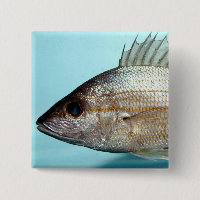 Grunzen-Fische