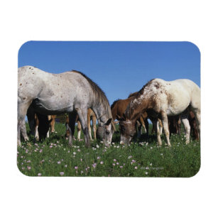 Gruppe Appaloosa Pferde Weiden Magnet