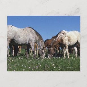 Gruppe Appaloosa Pferde Weiden Postkarte