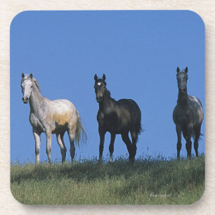 Gruppe Araber Getränkeuntersetzer