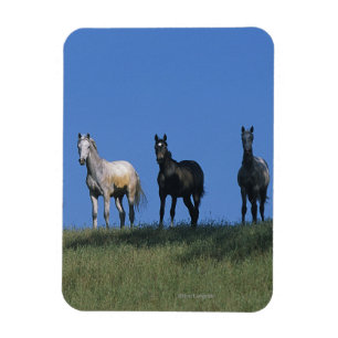 Gruppe Araber Magnet