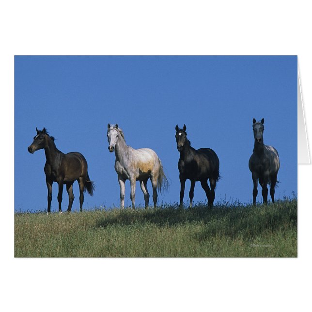 Gruppe der Araber (Vorderseite (Horizontal))